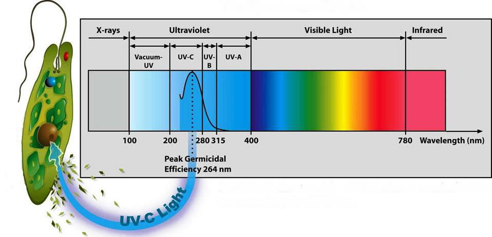 Infográfico mostrando a posição do UVc germicida na escala de comprimentos de radiação